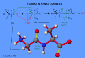 Peptide or Amide Synthesis